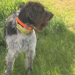 Wylie - Wirehaired Pointing Griffon