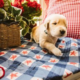 Abel - Golden male Golden Retriever puppy in Ramona, California from SDPREMIERGOLDENS