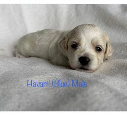 Havarti - Cream male Shichon puppy in De Pere, Wisconsin from Kinzor Kennels