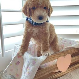 Goldendoodle Puppies from Honeybear Doodles