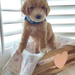 Goldendoodle Puppies from Honeybear Doodles