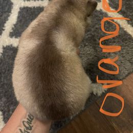 Siberian Husky Puppies from Alexandra's Siberian Huskies