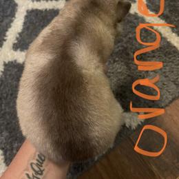 Siberian Husky Puppies from Alexandra's Siberian Huskies