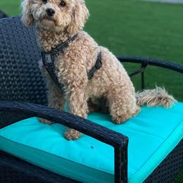 Nugget - Poodle