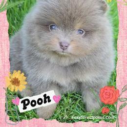 Pooh - AKC - Lavender male Pomeranian puppy in Eatonville, Washington from Foxy Forest Poms