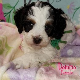 Domino - Chocolate Parti Tri - Tri-color female Australian Labradoodle puppy in Beecher, Illinois from Erica’s Doodles