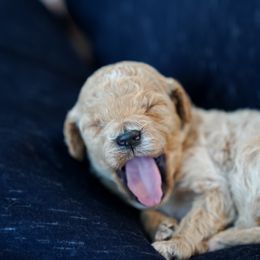 Goldendoodle Puppies from Pond Town Pups