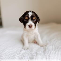 Acadia - Tri-color female Australian Labradoodle puppy in Syracuse, Indiana from The Doodle Cove