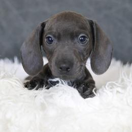 Dachshund and German Shepherd Puppies from Mountain Valley Kennel