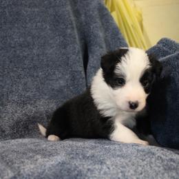 Arcee - Black and white female Border Collie puppy in Crawfordsville, Indiana from Rescued Dreams Border Collies