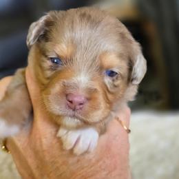 Rowan - Red merle male Miniature Australian Shepherd puppy in Paris, Texas from Blue Envy Mini Aussies