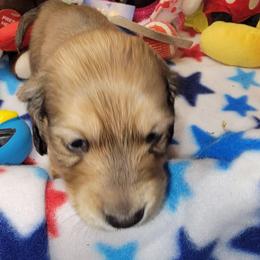 Apollo (CKC registration include) - Sable male Dachshund puppy in Terlton, Oklahoma from CLARK'S BREEDING PROGRAM