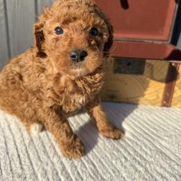 Blue Hearts - Red  male Goldendoodle puppy in Rush, New York from Care Bear Puppies