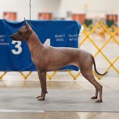 Xoloitzcuintli All Grown Up from Yadalanh Xoloitzcuintli