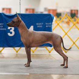 Xoloitzcuintli All Grown Up from Yadalanh Xoloitzcuintli
