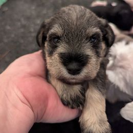 Miniature Schnauzer Puppies from Mississippi Mini Schnauzers
