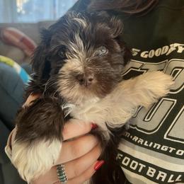 Havanese Puppies from Windy Hill Havanese