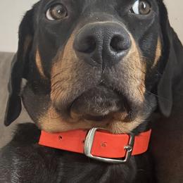 Nimona - Black female Catahoula Leopard Dog puppy in Clinton, Michigan from Compass Rose Catahoulas