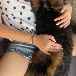Bernedoodle, Cavalier King Charles Spaniel, and Cavapoo Puppies from Harper Haven Cavaliers & Doodles
