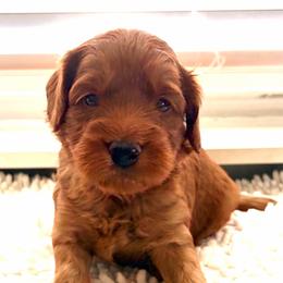 Parker - Red  male Goldendoodle puppy in Point, Texas from Tiny Paws Goldendoodles