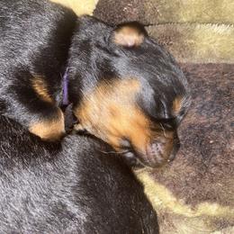 Purple Collar - breeders top pick female - Black and mahogany female Rottweiler puppy in Linthicum, Maryland from Of The Saints Rottweilers