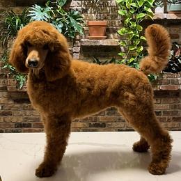 Gigi - Red  female Poodle puppy in El Paso, Texas from Paws Of Beauty