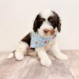 Liberty - Tri-color female Australian Labradoodle puppy in Taylor, Michigan from Mi Best Doodle Ever, LLC