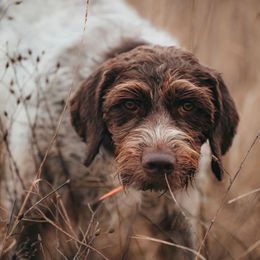 Ida - German Wirehaired Pointer