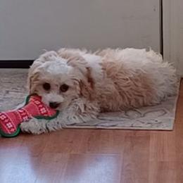 Cavapoos, Goldendoodles, and Poodles from Rose's Doodles