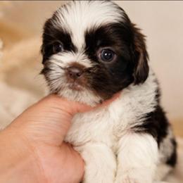 ASPEN - Chocolate male Shih Tzu puppy in Los Banos And Bay Area, California from Shantii's Shih Tzu's