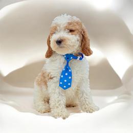 Ace - Goldendoodle