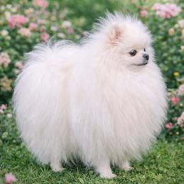 FENDY - Pomeranian