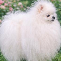 FENDY - Pomeranian
