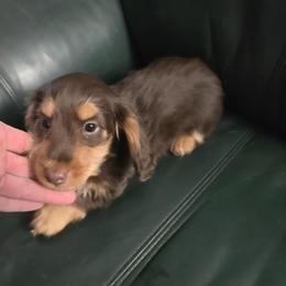 Tan collar boy - Chocolate and tan male Dachshund puppy in Jackson's Gap, Alabama from Lake Martin Doxies