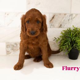 Flurry - Red female Irish Doodle puppy in Mesa, Arizona from Desert Doodles