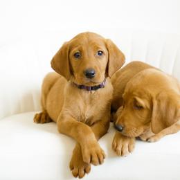 Quinn - Yellow female Labrador Retriever puppy in Allons, Tennessee from UC Labradors LLC