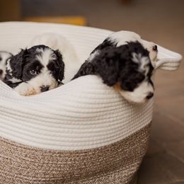 Bernedoodle Puppies from Cookie's Cuties