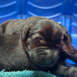 Girl 6 - Black female Labrador Retriever puppy in Lower Burrell, Pennsylvania from Ruckus Family Labs