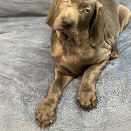 Weimaraner Puppies from Meadow Ridge Weims and Danes