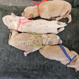 Sparkler - Cream female Goldendoodle puppy in Flat Rock, North Carolina from Sukisdoodles