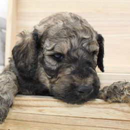 Aussiedoodles, Cockapoos, Goldendoodles, Poodles, Sheepadoodles, and Springerdoodles from Two Creeks Farm Poodles & Doodles
