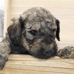 Aussiedoodles, Cockapoos, Goldendoodles, Poodles, Sheepadoodles, and Springerdoodles from Two Creeks Farm Poodles & Doodles