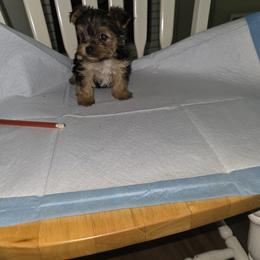 Yorkshire Terrier Puppies from Kalynn's Kuties