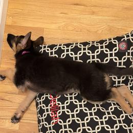 Nikki - Black and tan female German Shepherd puppy in Brewster, New York from Debra Grieco German Shepherds