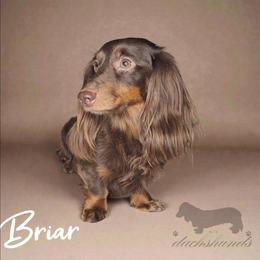 Briar - Dachshund
