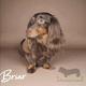 Briar