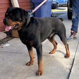 Tank - Rottweiler