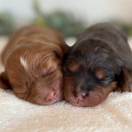 Cavapoo puppies from Apricot Roots Doodles