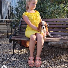 Noje - Blenheim male Cavalier King Charles Spaniel puppy in Phoenix, Arizona from Royal Desert Cavaliers