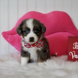 Leonardo - Blue merle male Miniature Australian Shepherd puppy in Buchanan, Georgia from Stanleyville Farm Mini Aussies